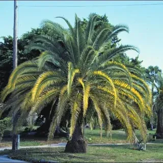 thumbnail for publication: Nutrient Deficiencies of Landscape and Field-Grown Palms in Florida